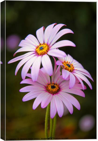 Osteospermum Canvas Print by Jeremy Sage