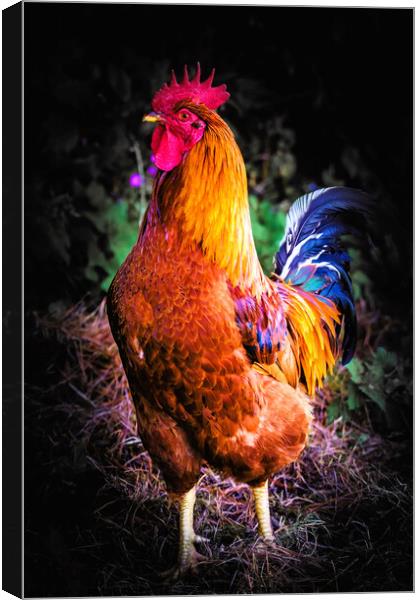 Majestic Cockerel Strutting Outdoors Canvas Print by Jeremy Sage