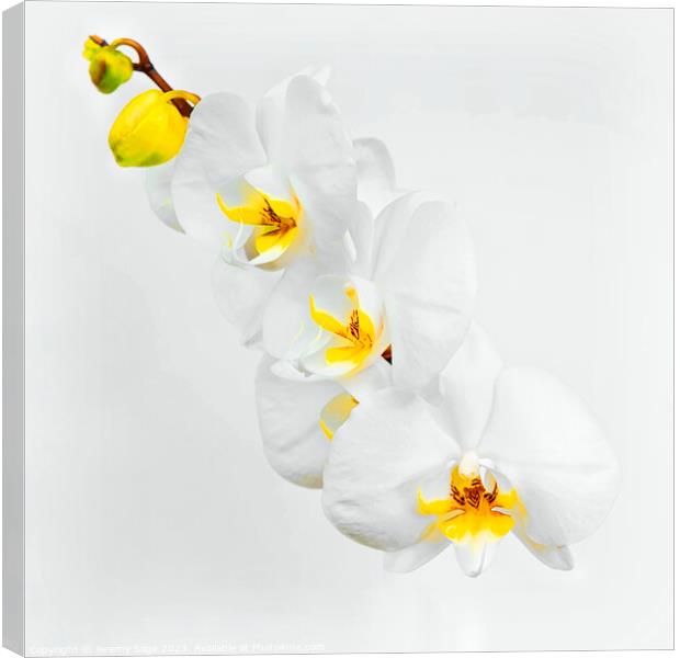 Exotic Beauty Blooms Canvas Print by Jeremy Sage