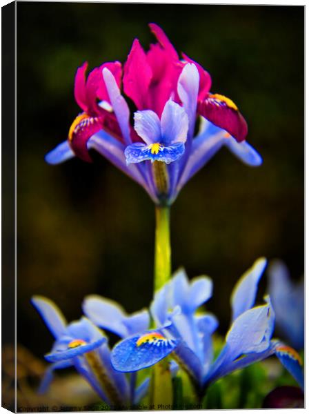 Majestic Iris Garden Canvas Print by Jeremy Sage