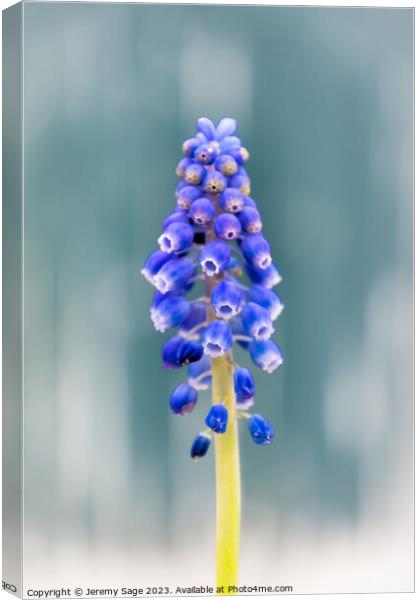 Vibrant Muscari Blooms Canvas Print by Jeremy Sage