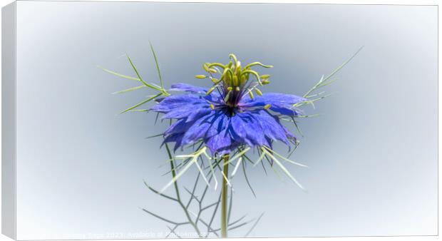 Nigella Damascena Canvas Print by Jeremy Sage