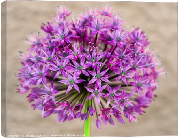 "Blushing Beauty: A Pink Floral Delight" Canvas Print by Jeremy Sage