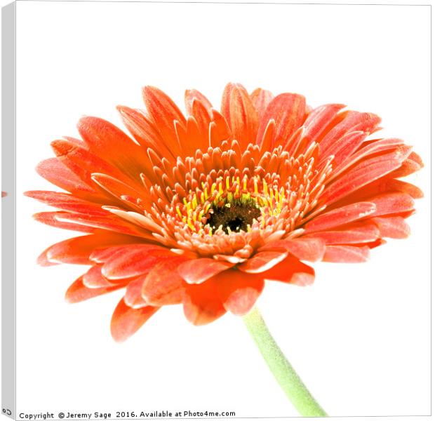 Radiant Orange Gerbera Daisy Canvas Print by Jeremy Sage