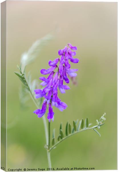 Tranquil Beauty in a Vibrant Purple Meadow Canvas Print by Jeremy Sage