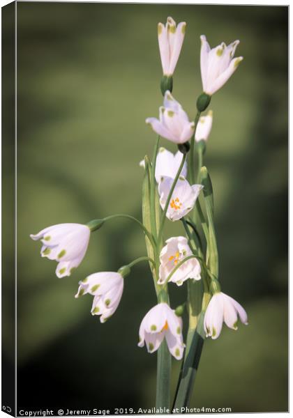 Summer Snowflake Canvas Print by Jeremy Sage
