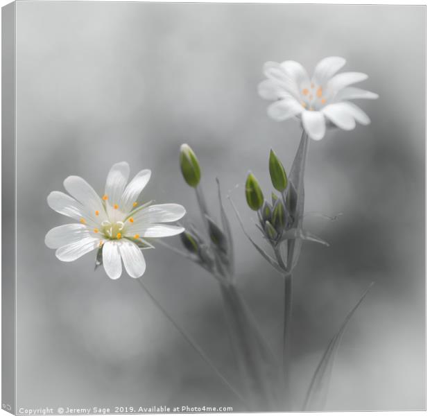 Beauty in Selective Stellaria Canvas Print by Jeremy Sage