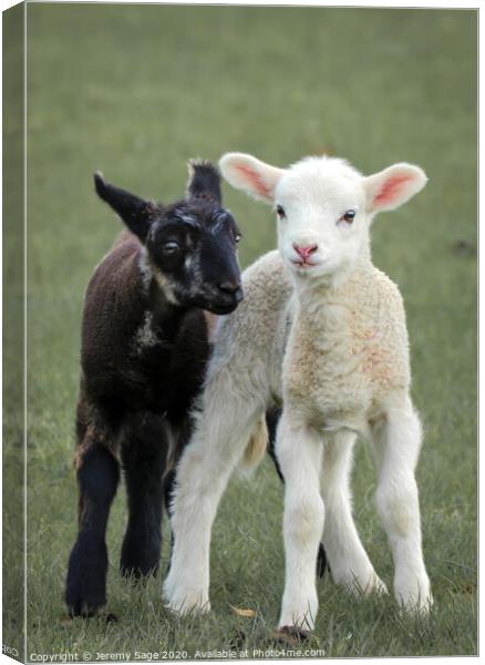 Graceful Lambs in the Field Canvas Print by Jeremy Sage