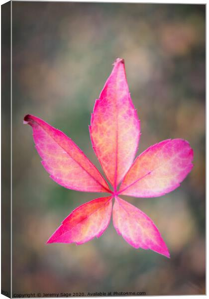 Vibrant Virginia Creeper Canvas Print by Jeremy Sage