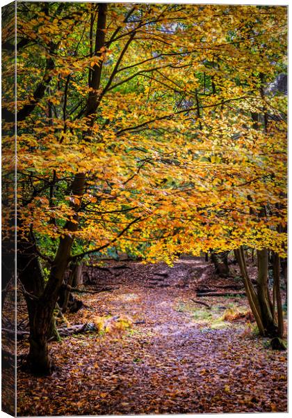 The Vibrant Autumnal Forest Canvas Print by Jeremy Sage