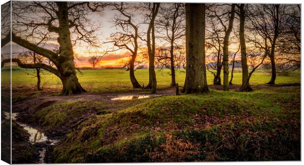 Between the trees Canvas Print by Jeremy Sage