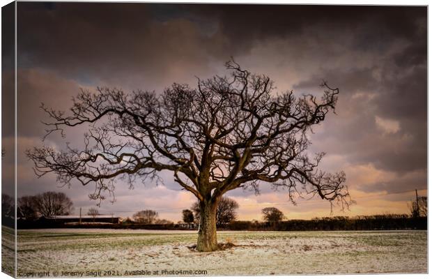 Majestic Winter Oak Tree in Rural Kent Canvas Print by Jeremy Sage