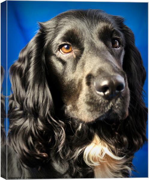 Beautiful Black Cocker Spaniel Canvas Print by Jeremy Sage