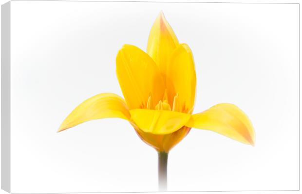 Radiant Yellow Bloom Canvas Print by Jeremy Sage