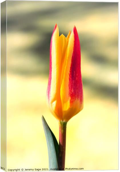 Tulip flower Canvas Print by Jeremy Sage