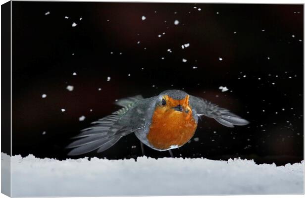 Robin amongst the snow Canvas Print by Martin Lawrence