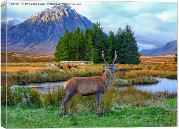 Deer at Glencoe Canvas Print by phil pace