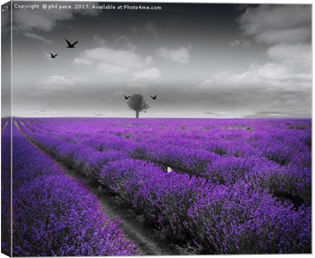 Lavender Fields Canvas Print by phil pace