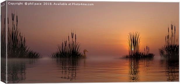 Through The Reeds Canvas Print by phil pace