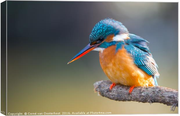 Common Kingfisher Canvas Print by Corné van Oosterhout