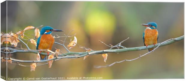 Kingfisher love Canvas Print by Corné van Oosterhout