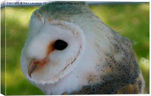 Barn Owl  Canvas Print by Marc Lawrence