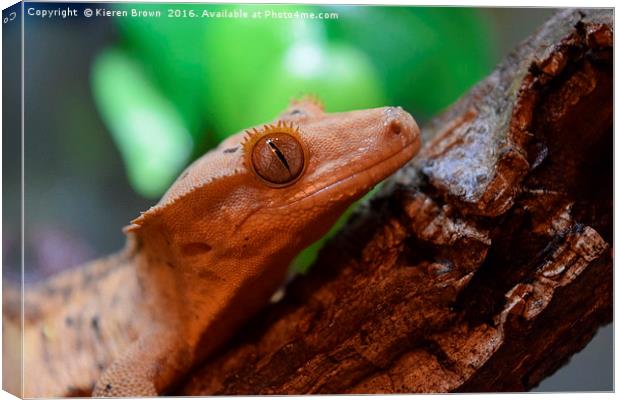 Crested Gecko - Happy Chappy! Canvas Print by Kieren Brown