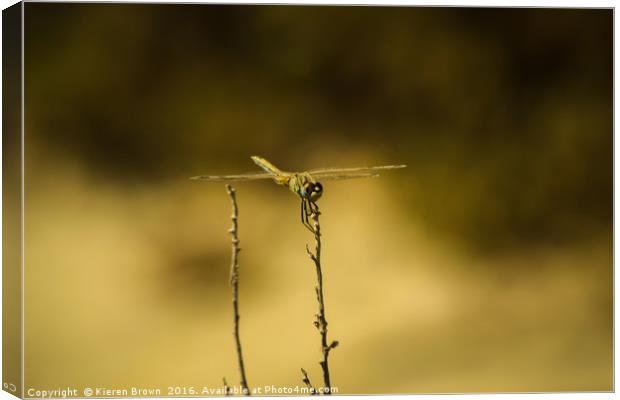 Dragonfly of Gozo Canvas Print by Kieren Brown
