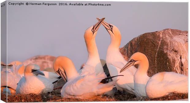 Gannets in Evening Light Canvas Print by Norman Ferguson