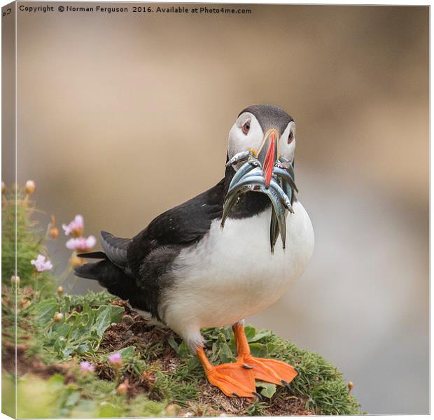 Puffin with 9 sand eels Canvas Print by Norman Ferguson