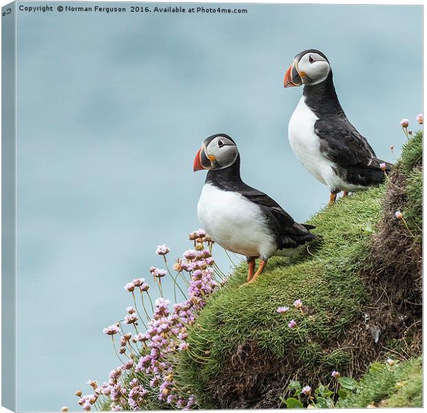 Two Puffins on cliff edge Canvas Print by Norman Ferguson