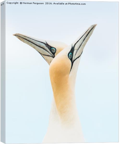 Gannet in Love Canvas Print by Norman Ferguson