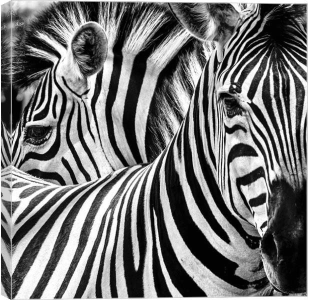 Zebra study Canvas Print by Norman Ferguson