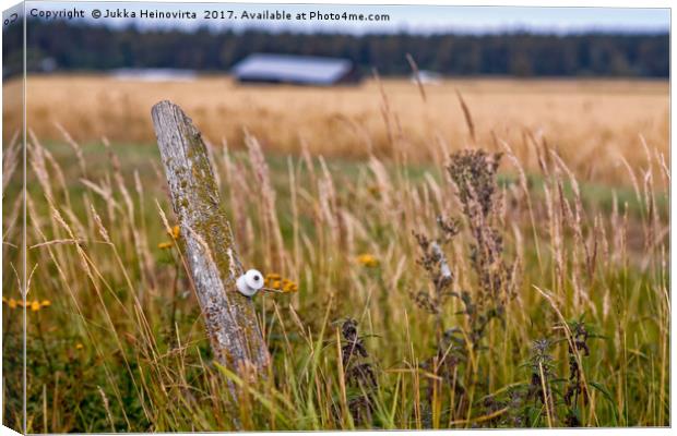 Lonely Pole In The Fields Canvas Print by Jukka Heinovirta