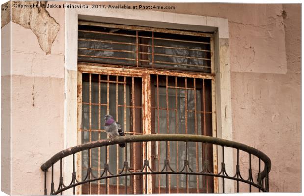 Pigeon Watching The Street Canvas Print by Jukka Heinovirta