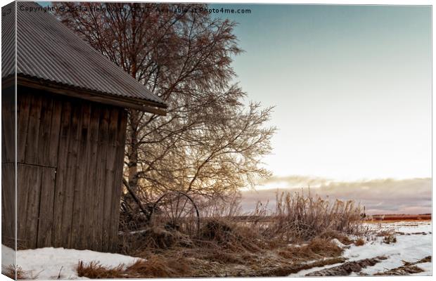 Winter Sun Sets Behind an Old Barn House Canvas Print by Jukka Heinovirta