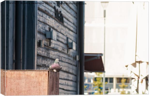 Pigeon Sitting On A Wooden Box Canvas Print by Jukka Heinovirta