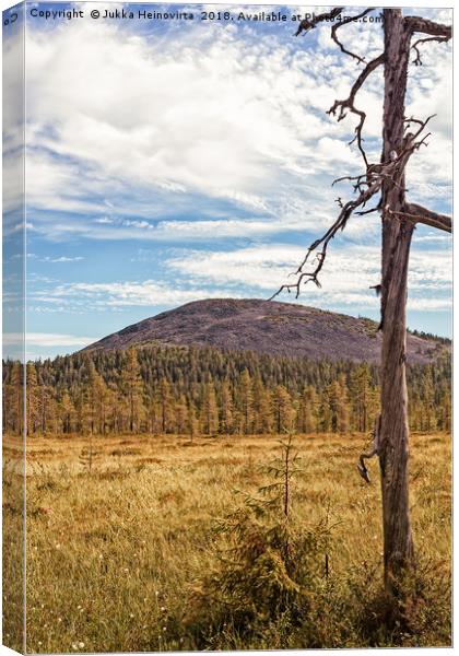 Snag In The Finnish Lapland Canvas Print by Jukka Heinovirta