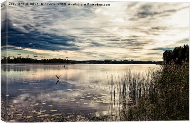 Duck Taking Off Canvas Print by Jukka Heinovirta