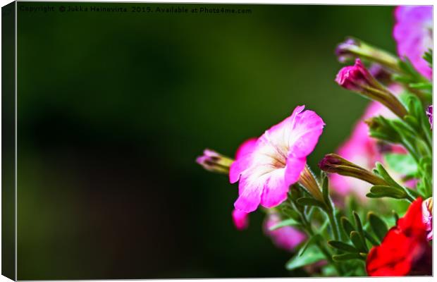 Pink And White Petunia Flower Canvas Print by Jukka Heinovirta