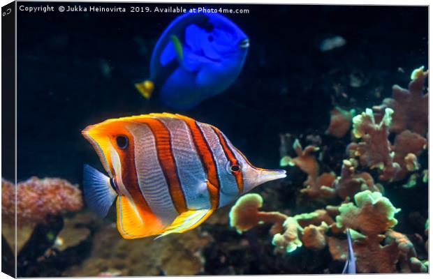 Copperband butterflyfish with regal tang Canvas Print by Jukka Heinovirta