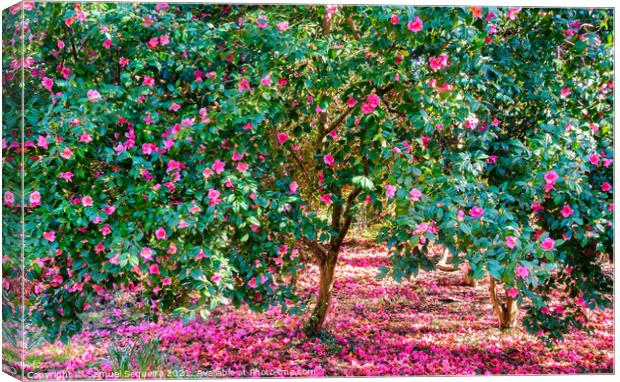 Blooming Camellia Trees with Pink Flowers Canvas Print by Samuel Sequeira