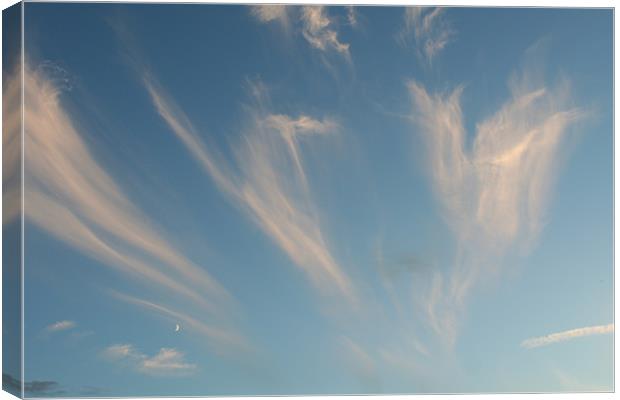 Sky feathers Canvas Print by Dave Holt