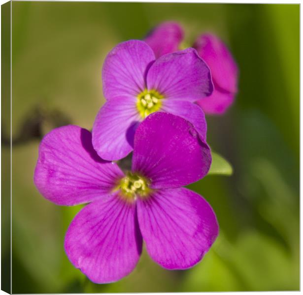 pink flowers Canvas Print by Dave Holt