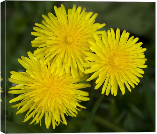 Dandelions Canvas Print by Dave Holt