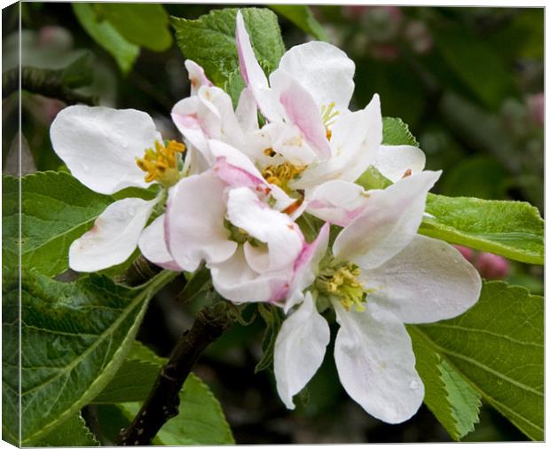 Apple blossom Canvas Print by Dave Holt