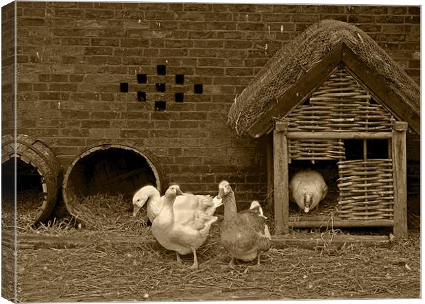 Ye olde farmyard in sepia Canvas Print by Dave Holt