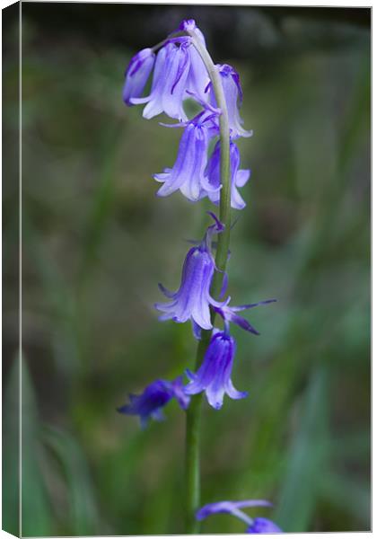 Bluebells Canvas Print by Dave Holt