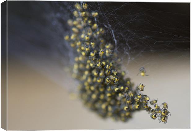 Baby spiders Canvas Print by Dave Holt