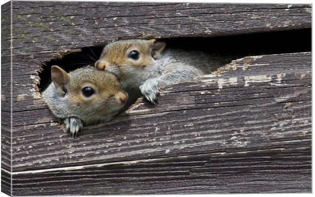 2 Squirrels in my shed Canvas Print by Dave Holt